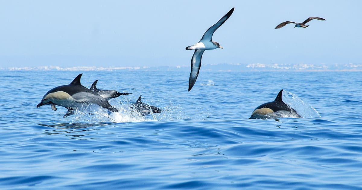 Delfine vor der Algarve-Küste